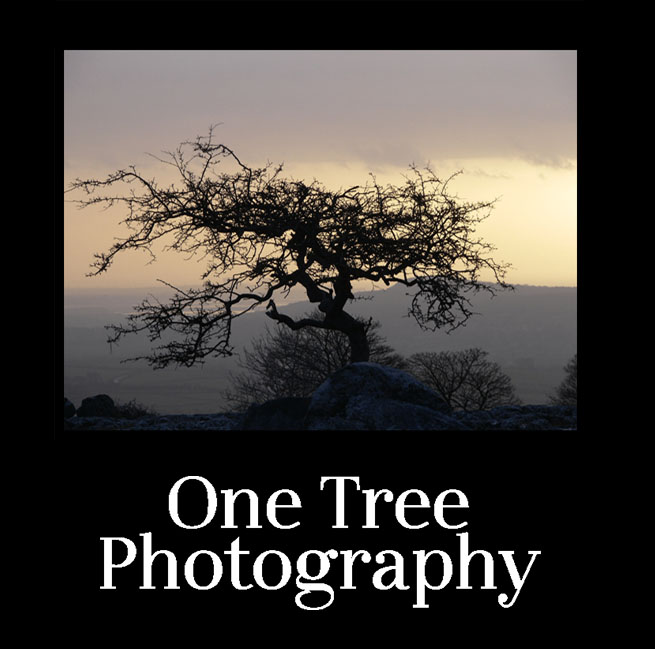 One Tree Photography